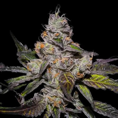 Peanut Butter Breath cannabis seeds packaging — Royal King Seeds USA