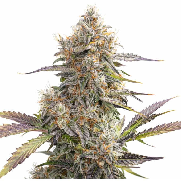 CBD Seeds sample marijuana plant