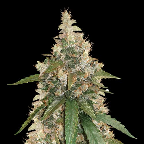Pine Tar Kush Feminized
