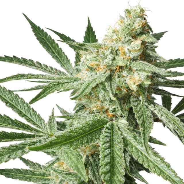 Pineapple Chunk cannabis seeds packaging, Royal King Seeds USA