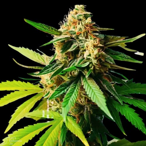 Pineapple Diesel cannabis seeds packaging — Royal King Seeds USA