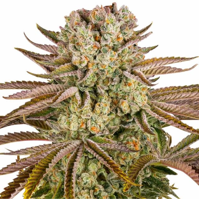 Pineapple Express Feminized