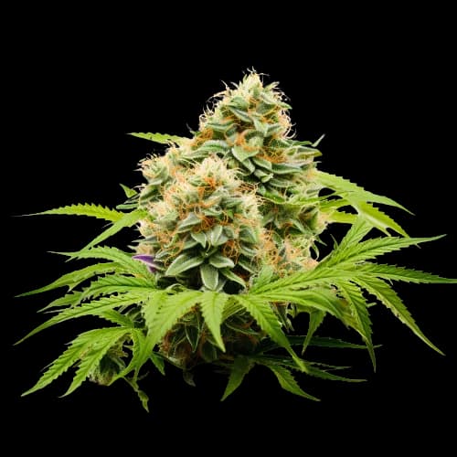 Pineapple Haze cannabis seeds packaging, Royal King Seeds USA