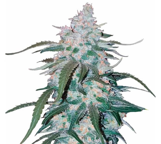 Pineapple Thai cannabis seeds packaging — Royal King Seeds USA