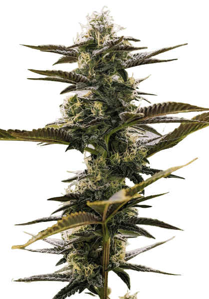 Pink Champagne cannabis seeds packaging — Royal King Seeds USA