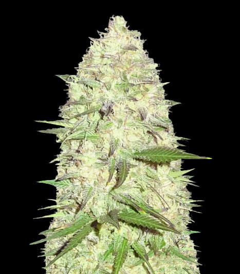 Pitbull Pit cannabis seeds packaging, Royal King Seeds USA