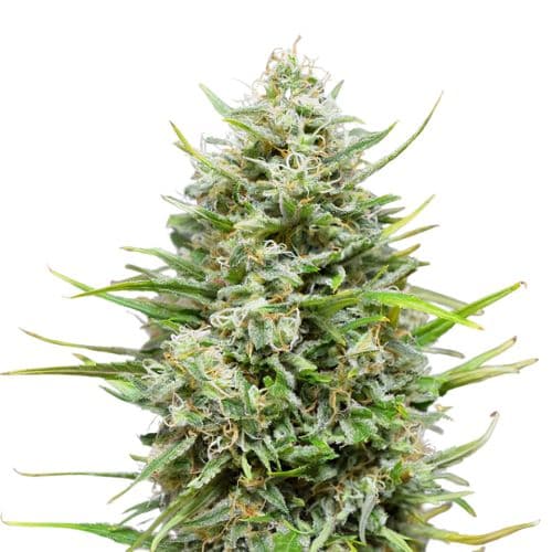 Platinum Kush cannabis seeds packaging, Royal King Seeds USA