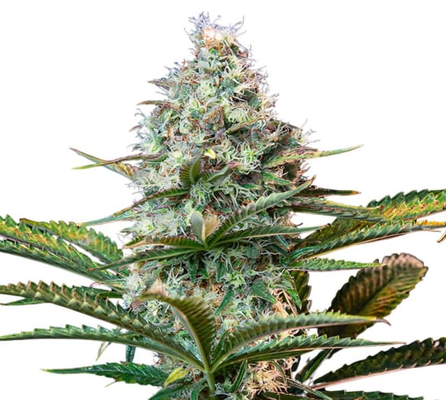Platinum OG cannabis seeds packaging — Royal King Seeds USA