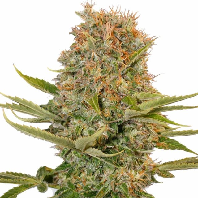 Platinum Wreck Feminized