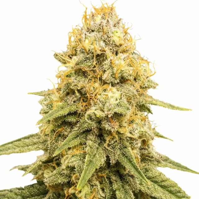Power Plant cannabis seeds packaging — Royal King Seeds USA