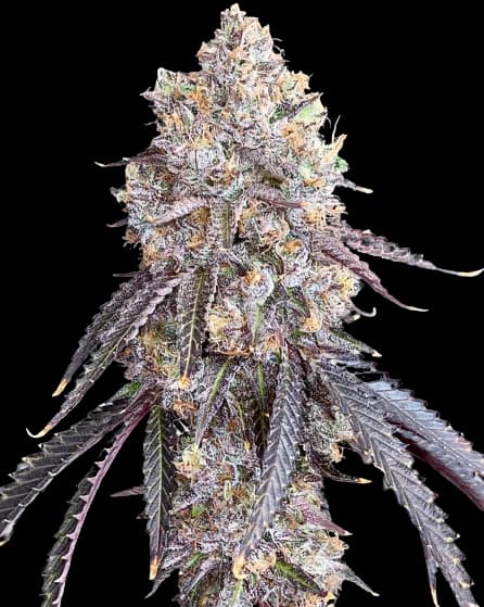 Project Blue Book cannabis seeds packaging — Royal King Seeds USA