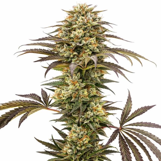 Pure Afghan cannabis seeds packaging, Royal King Seeds USA