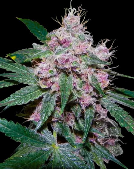 Purple Afghani cannabis seeds packaging — Royal King Seeds USA
