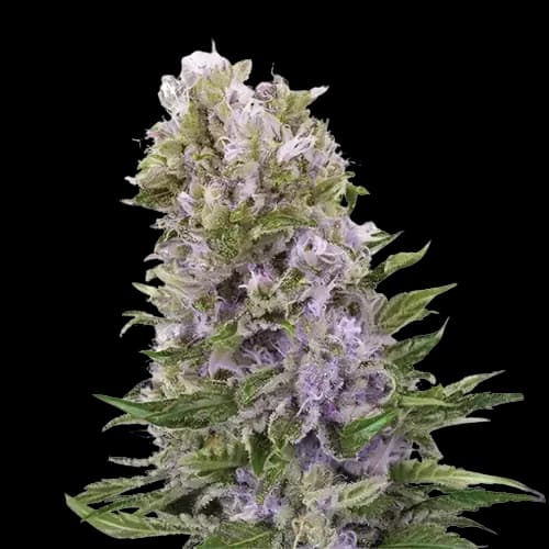 Purple Alien OG cannabis seeds packaging — Royal King Seeds USA
