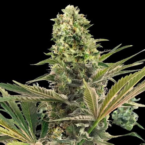 Purple Buddha cannabis seeds packaging, Royal King Seeds USA