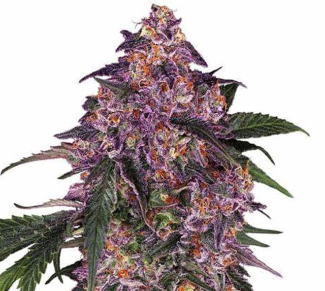 Purple Bush cannabis seeds packaging — Royal King Seeds USA