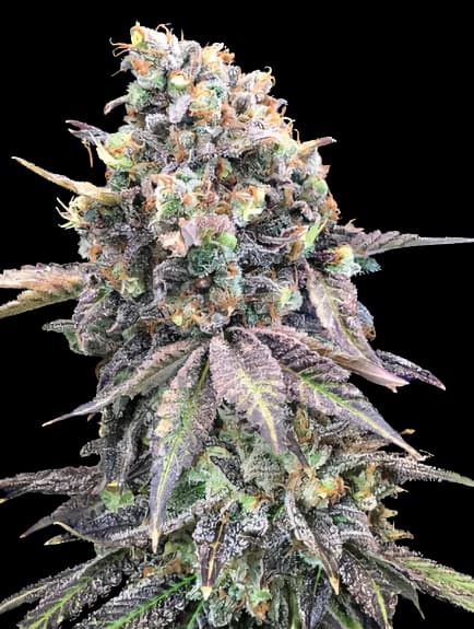 Purple Candy cannabis seeds packaging, Royal King Seeds USA