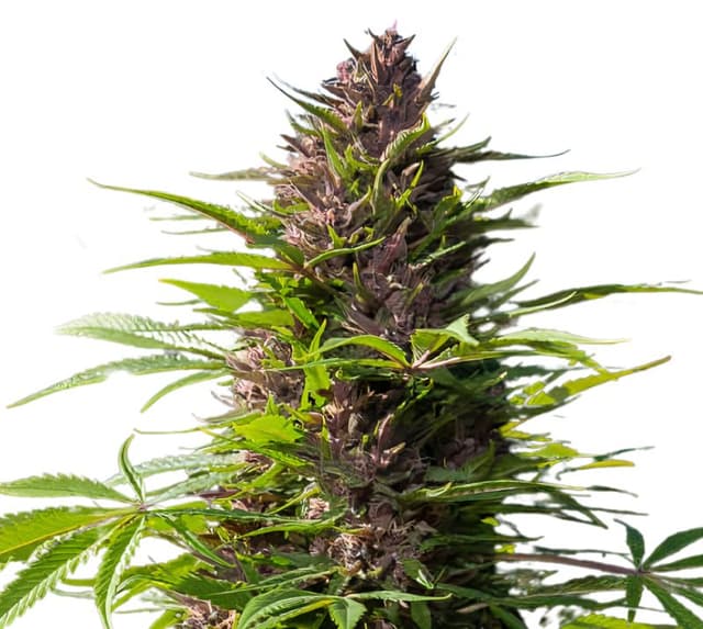 Purple Dragon cannabis seeds packaging — Royal King Seeds USA