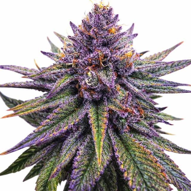 Purple Haze cannabis seeds packaging, Royal King Seeds USA