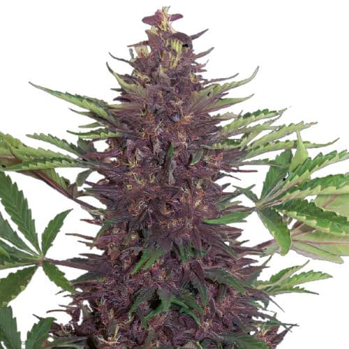 Purple Martian Kush cannabis seeds packaging — Royal King Seeds USA