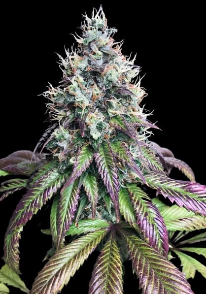 Purple Mr. Nice cannabis seeds packaging β Royal King Seeds USA