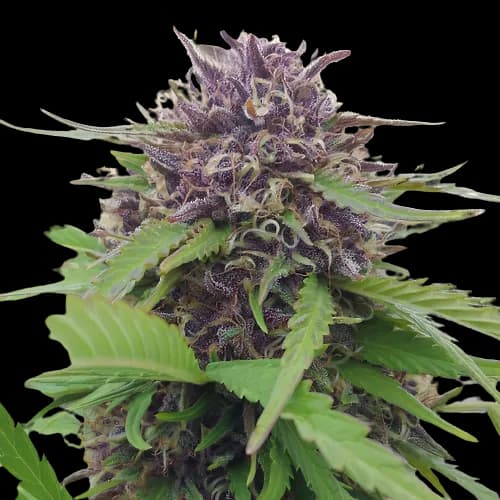 Purple Panty Dropper cannabis seeds packaging — Royal King Seeds USA