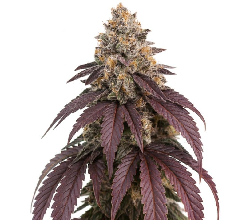 Purple Punch Feminized