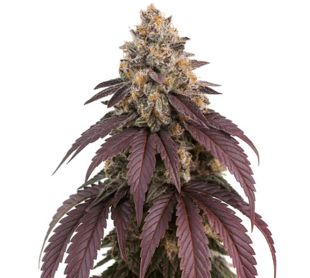 Purple Punch Feminized