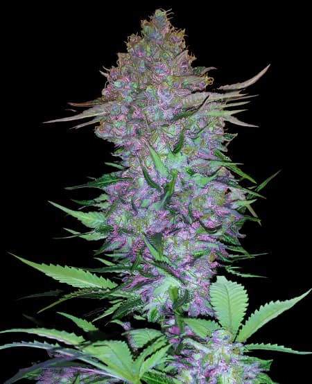 Purple Skunk cannabis seeds packaging, Royal King Seeds USA