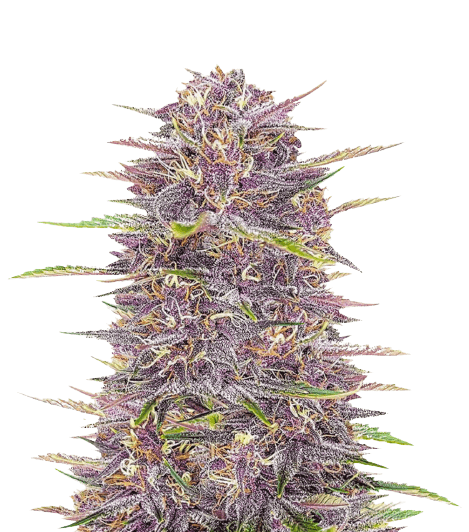 Purple Sour Diesel cannabis seeds packaging — Royal King Seeds USA