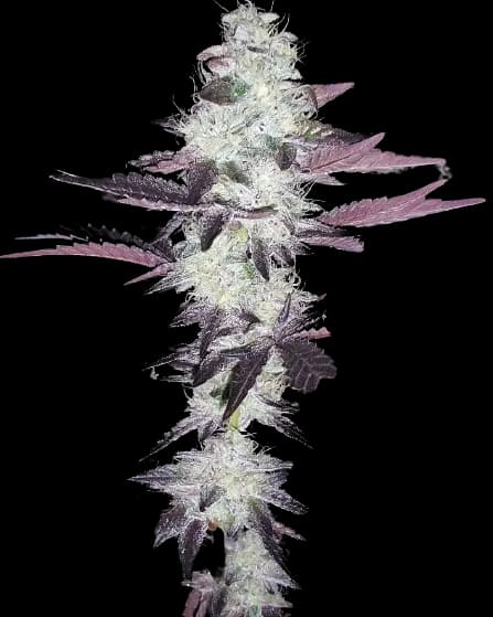 Purple Voodoo cannabis seeds packaging, Royal King Seeds USA