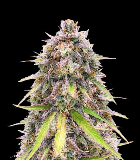 Purple Wreck Feminized