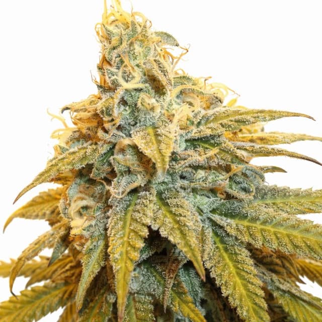 Rainbow Jones Feminized