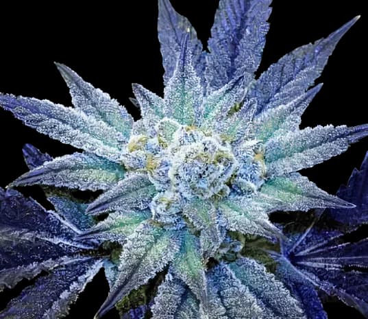 Rare Dankness #1 cannabis seeds packaging β Royal King Seeds USA