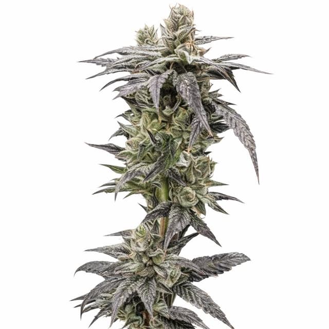 Rare Darkness cannabis seeds packaging, Royal King Seeds USA