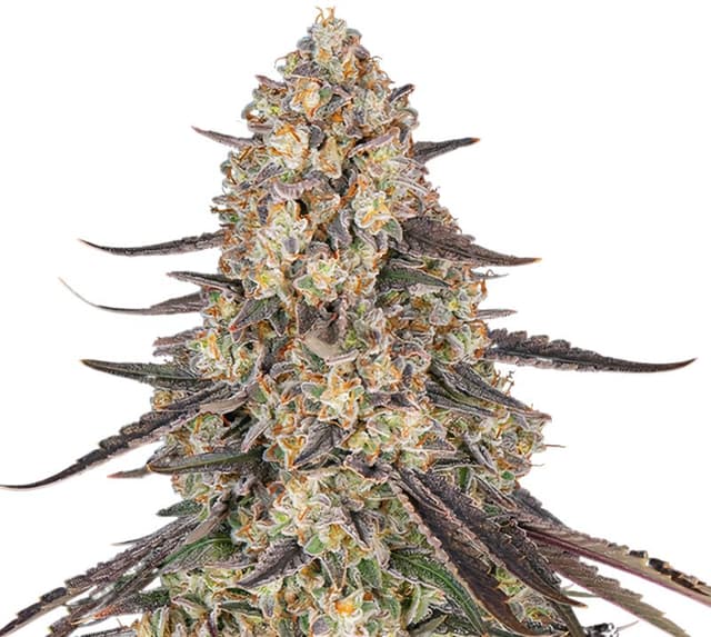 Raspberry Cough Kush cannabis seeds packaging, Royal King Seeds USA