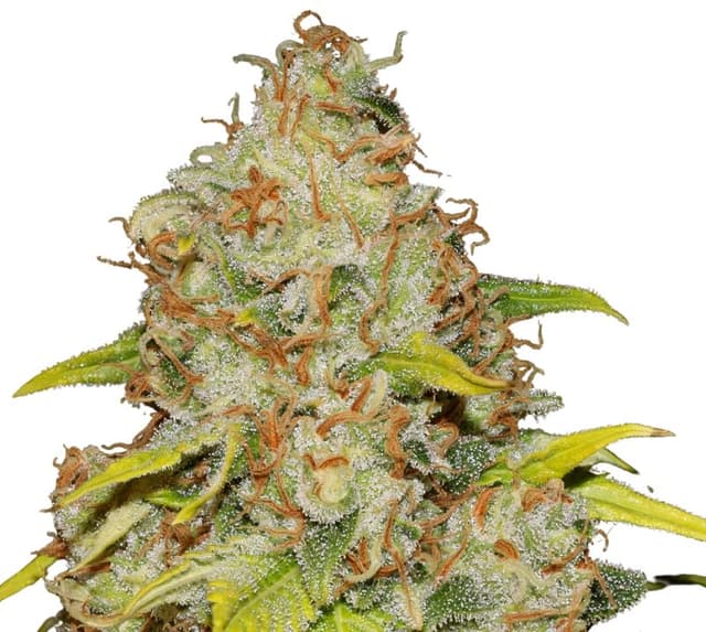 Reclining Buddha cannabis seeds packaging, Royal King Seeds USA
