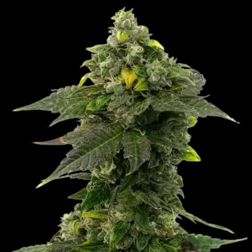 Red Bruce cannabis seeds packaging — Royal King Seeds USA