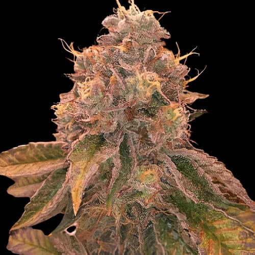 Red Eye OG Feminized