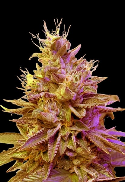 Redwood Kush cannabis seeds packaging — Royal King Seeds USA