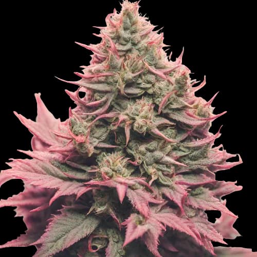 Remo Chemo cannabis seeds packaging, Royal King Seeds USA