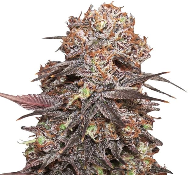 Rip City Purps cannabis seeds packaging, Royal King Seeds USA