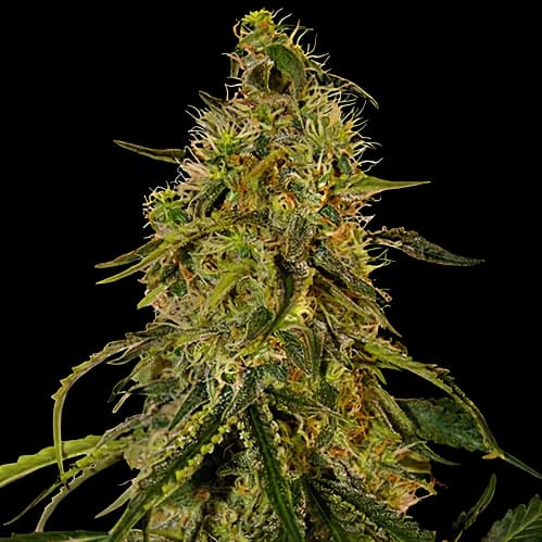 Rob Ford Kush cannabis seeds packaging — Royal King Seeds USA