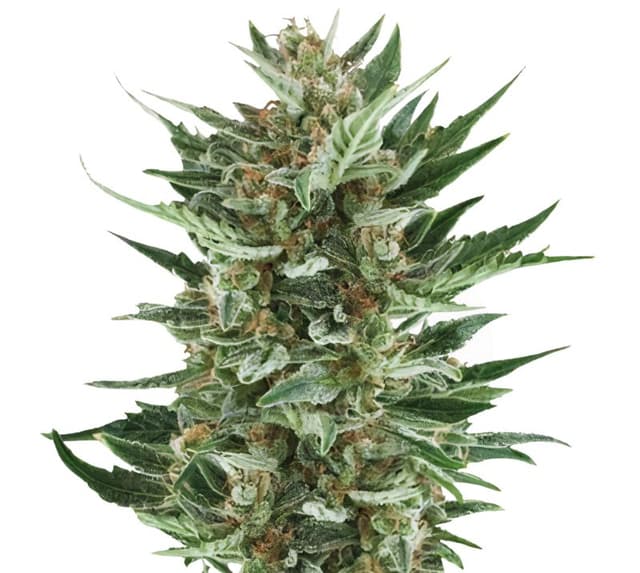 Royal Cheese Feminized