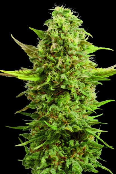 Royal Kush cannabis seeds packaging, Royal King Seeds USA