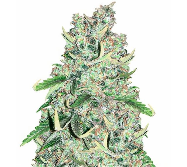 Royal Medic cannabis seeds packaging — Royal King Seeds USA