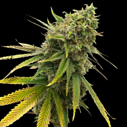 San Fernando Valley Kush cannabis seeds packaging — Royal King Seeds USA
