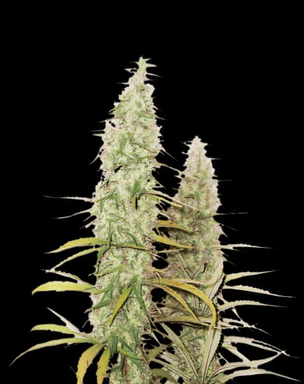 Santa Maria cannabis seeds packaging, Royal King Seeds USA