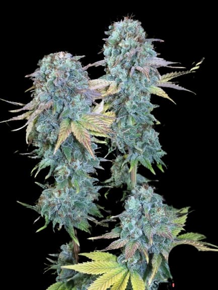 Serious Happiness cannabis seeds packaging, Royal King Seeds USA
