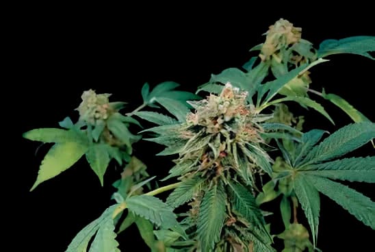 Shark Bite cannabis seeds packaging — Royal King Seeds USA